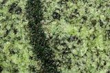 Peridot Crystals in Basalt - Arizona #340220-1